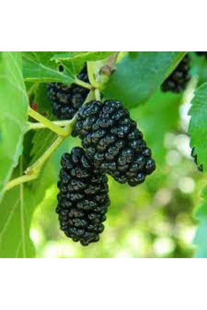 Шовковиця Чорна Баронесса з насичено темними ягодами.